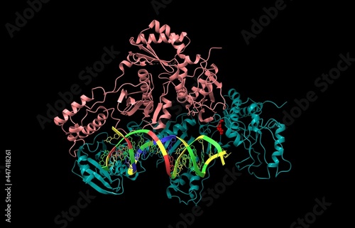 Structure of HIV-1 reverse transcriptase in complex with RNA/DNA and Nevirapine (red), 3D cartoon model, chain id color scheme, based on PDB 4puo, black background photo