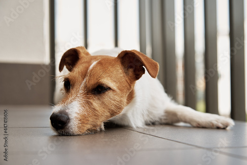 Sad tired dog on the floow. Sleeping Jack Russell terrier. Alone pet wait for his owner photo