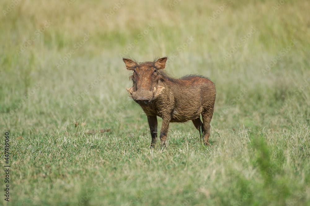 Warthog in the Bush Warthog in the Bush