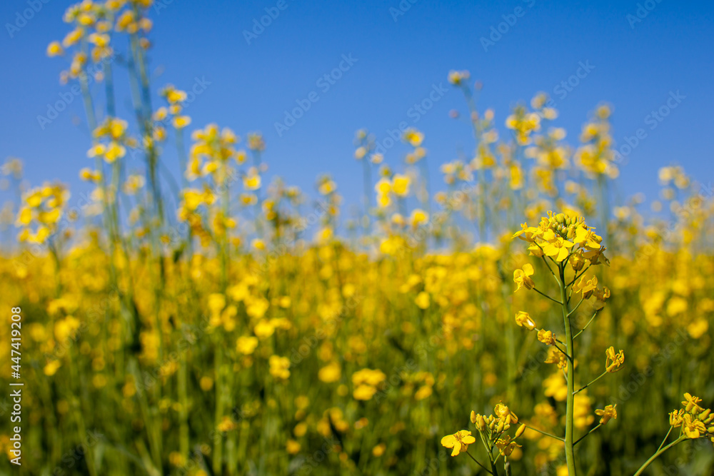 Yellow rapeseed flowers in a field against a blue sky.