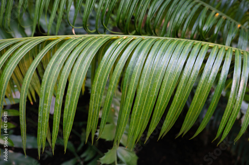 Cycas Circinalis Sago Palm photo