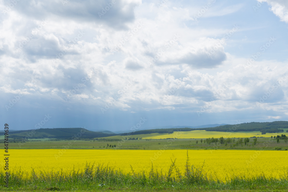 Fototapeta premium Yellow fields of flowering rapeseed, green meadows and trees, blue sky. Agricultural machinery in the distance. Rural scene