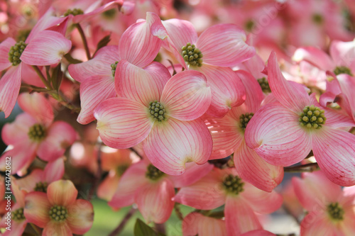 Pink Dogwood Flowers in full bloom Cornus florida