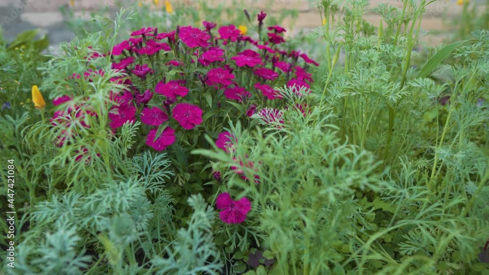 Blooming Red Flax, Scarlet Flax Among Greenery and Grass in the Garden. Decorative Flowers Grow Near The House In The Garden. Linum Grandiflorum. Cultivation of Medicinal Plants Blooming Red Flax, Scarlet Flax Among Greenery and Grass in the Garden. Decorative Flowers Grow Near The House In The Garden. Linum Grandiflorum. Cultivation of Medicinal Plants