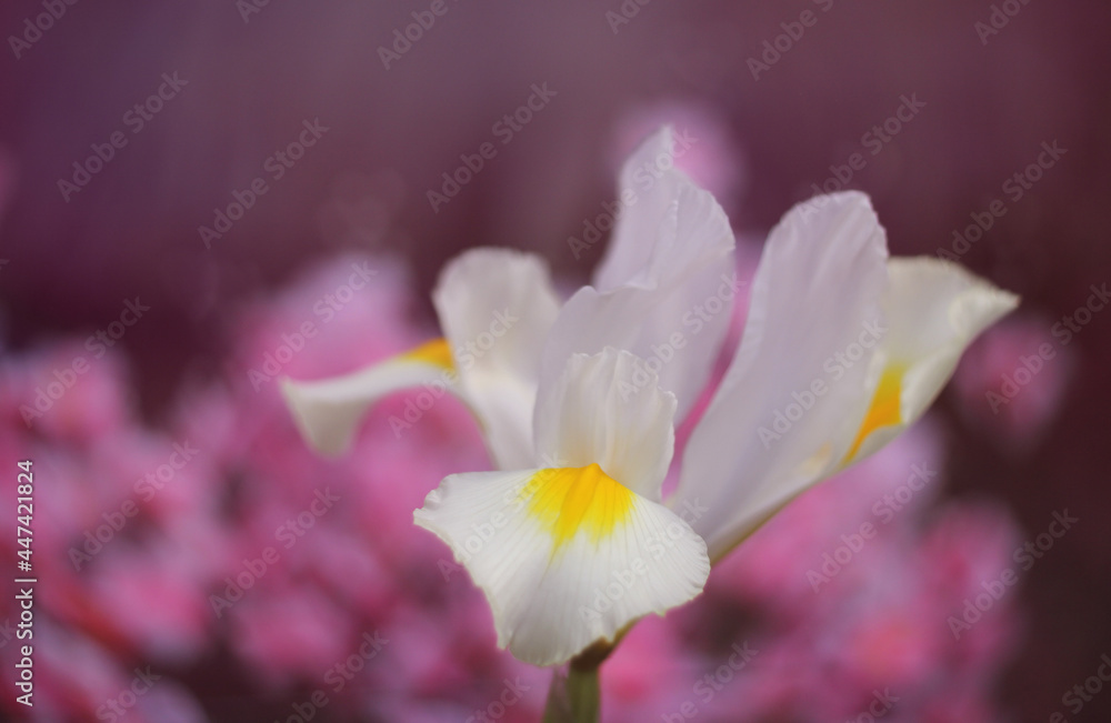 White Iris in Springtime garden With Pink Bokeh, White Iris in Springtime garden With Pink Bokeh,