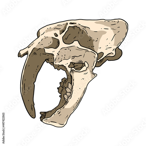 Saber tooth tiger fossilized skull hand drawn image. Big feline bones fossil illustration drawing. Vector stock outline silhouette isolated on white