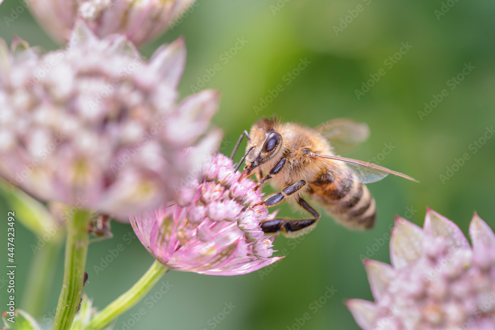 Bee - Apis mellifera - pollinates Astrantia Major