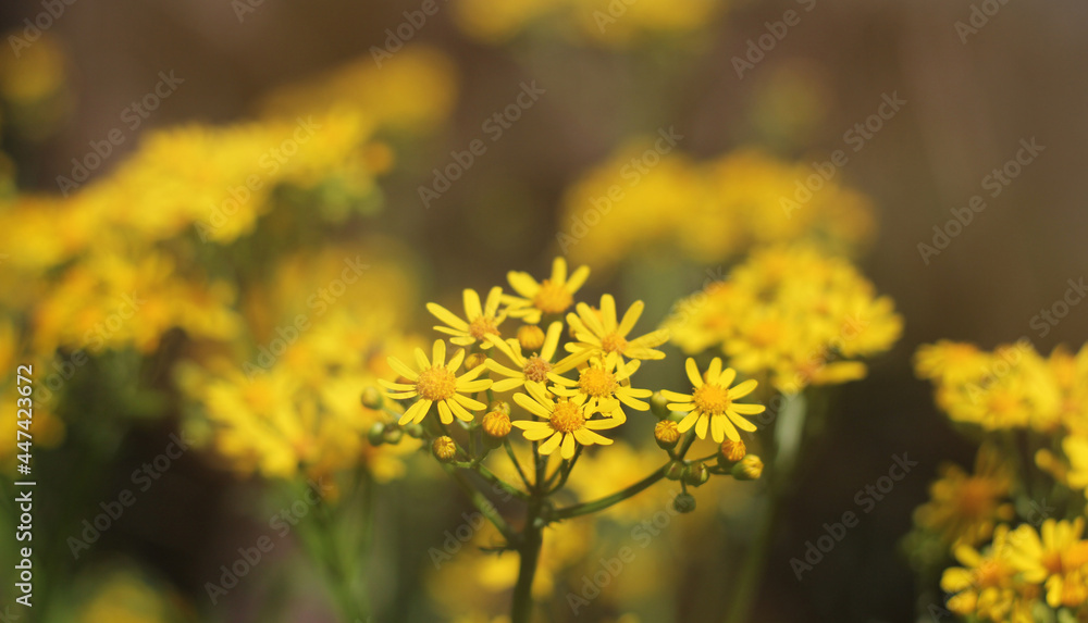 Cressleaf Groundsel Yellow Flowers Packera glabella Outdoors Cressleaf Groundsel Yellow Flowers Packera glabella Outdoors
