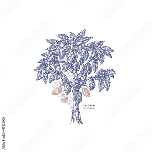 Cocoa tree, fruit, nut Hand drawn texture template