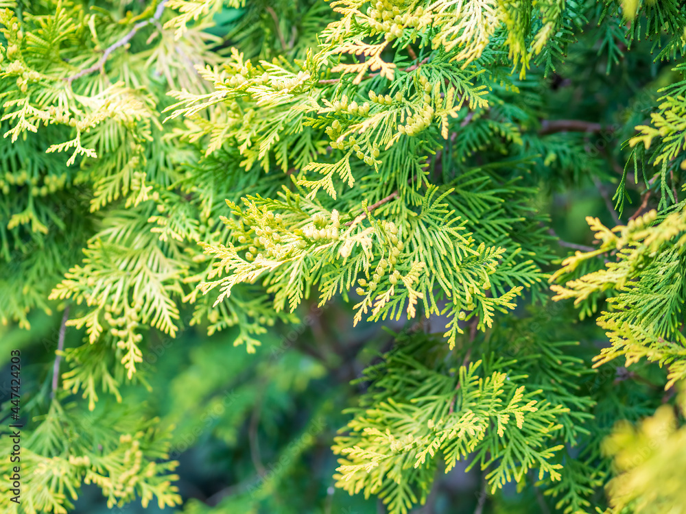 Thuja branches in spring. Fresh thuja branches in the sunset light. Thuja branches in spring. Fresh thuja branches in the sunset light.
