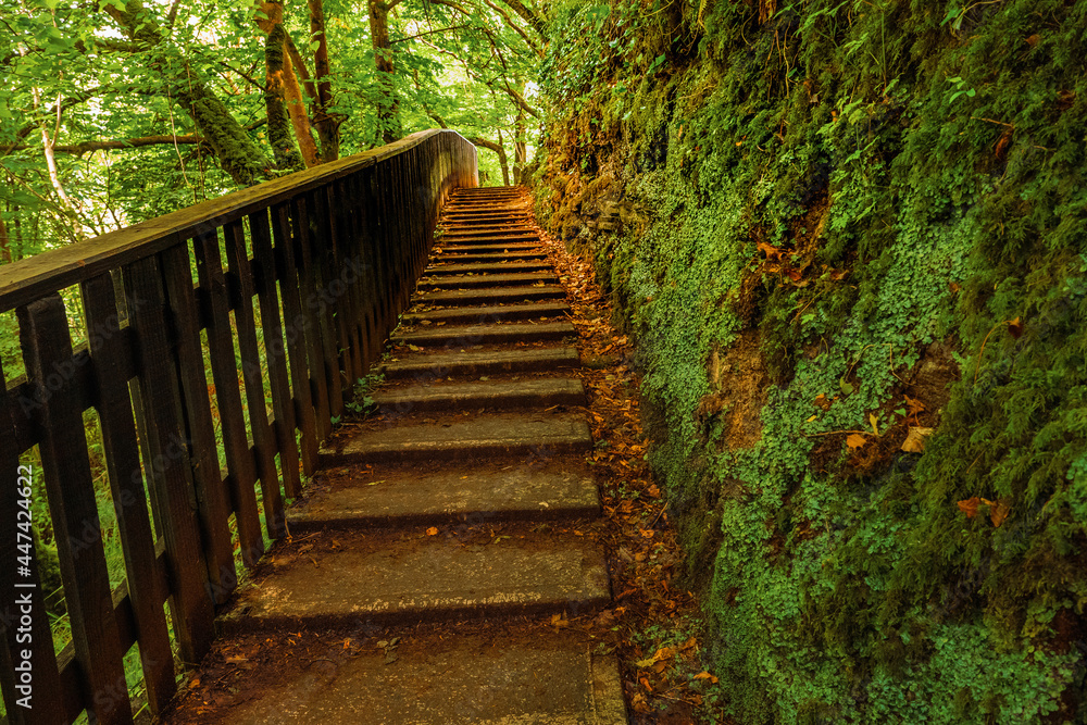 Wooden footpath in a park