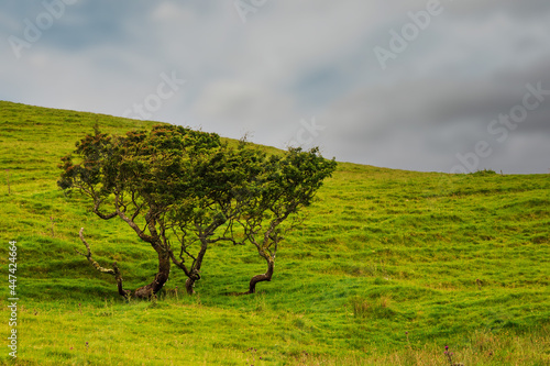 Odd looking trees growing on a green hill