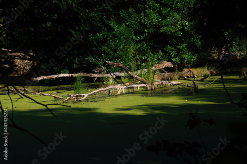 Early autumn day, an angler hides in the woods on the lake photo