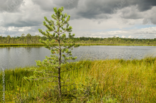 Kalnansu swamp with lake, Kabile, Latvia.