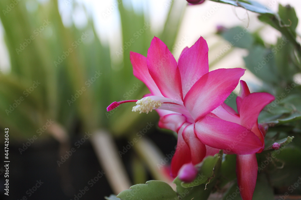 Christmas Cactus in Bloom With Pink Flowers S. truncata Christmas Cactus in Bloom With Pink Flowers S. truncata