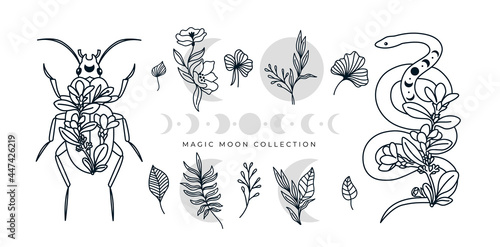 Mystical collection of floral line art, snake, witchy herbs, moon phases, beetle isolated on white background. illustration. Magic moon, flowers, celestial animals in bohemian style. 