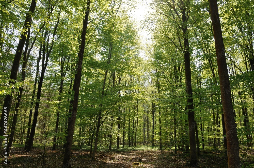 Fototapeta premium Communal forest of Saint-Pierre-Lès-Elbeuf