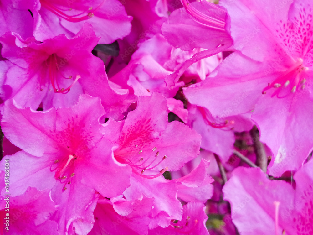 pink azalea flowers on background. tropical flowers close-up