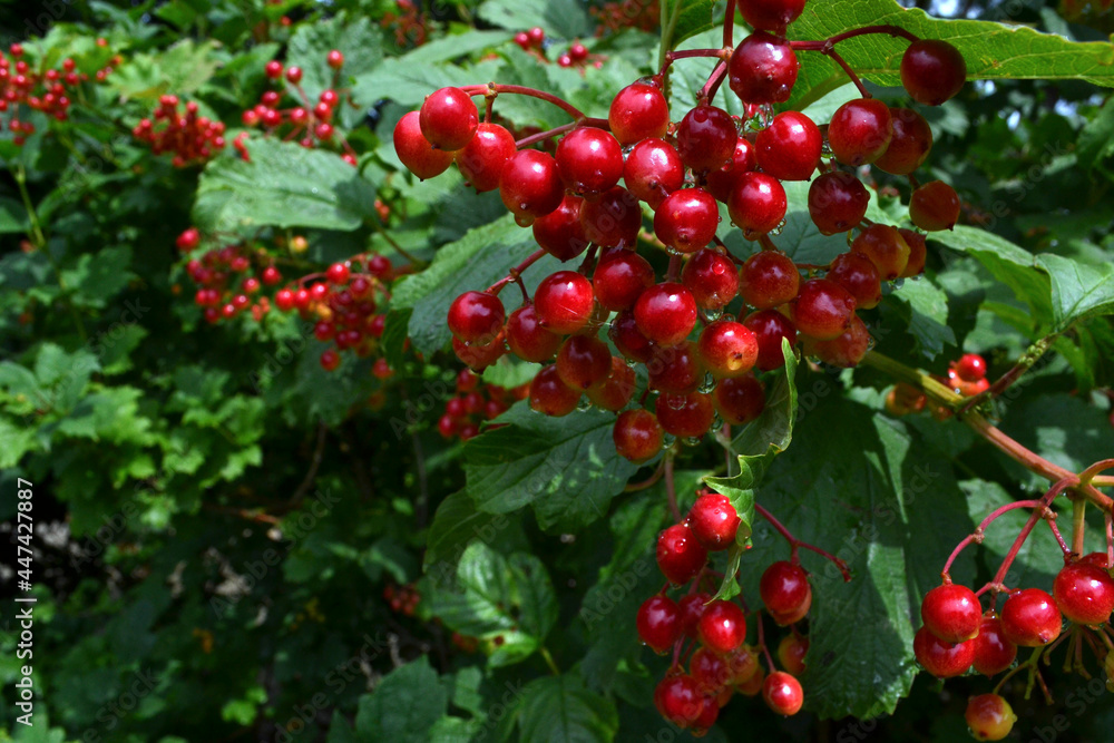 Viburnum berries after rain Viburnum berries after rain