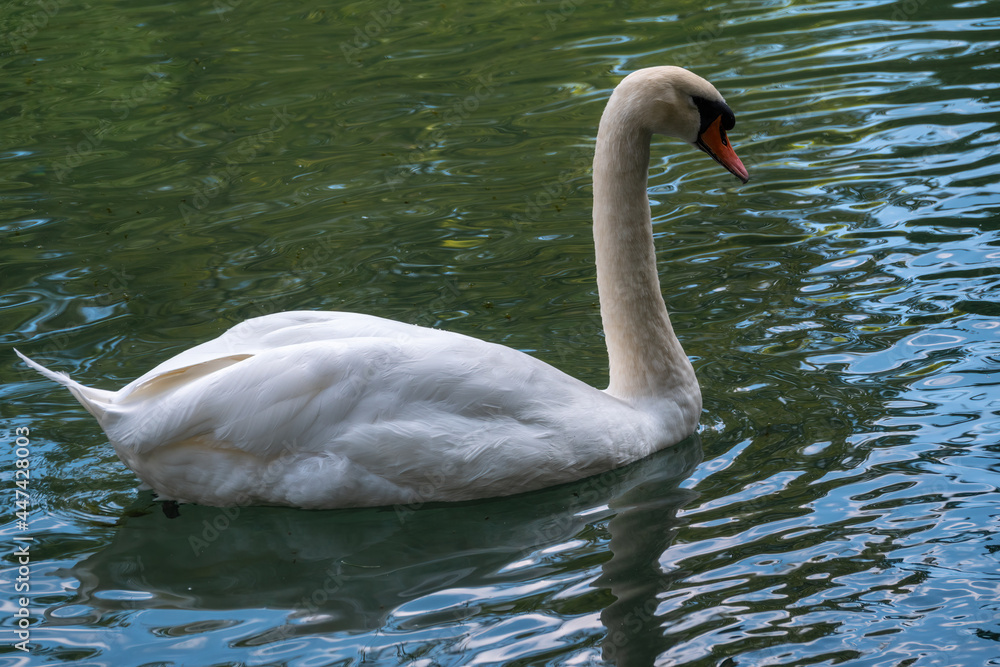 Fototapeta premium A graceful white swan swimming on a lake with dark green water. The white swan is reflected in the water