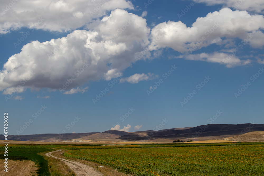 Fototapeta premium landscape with a field and clouds