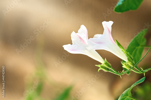 white flowers on a green fluffy stem with leaves