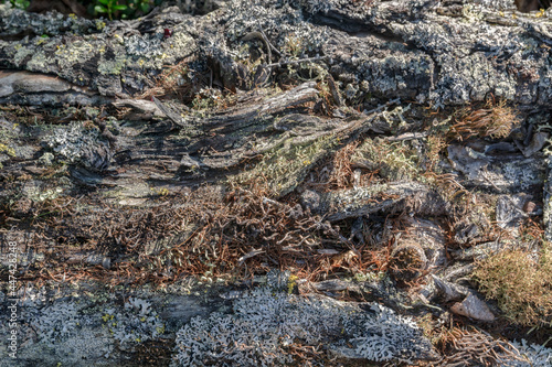 Interesting original background texture in the form of trees that have undergone changes over time in the far north. Deformation of the tree. Various mosses grow on the surface of the wood