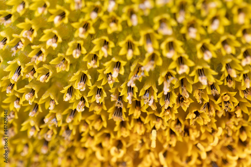 Macro photo of the texture in the middle of the sunflower. art and geometry in nature. fibonachi golden ratio photo