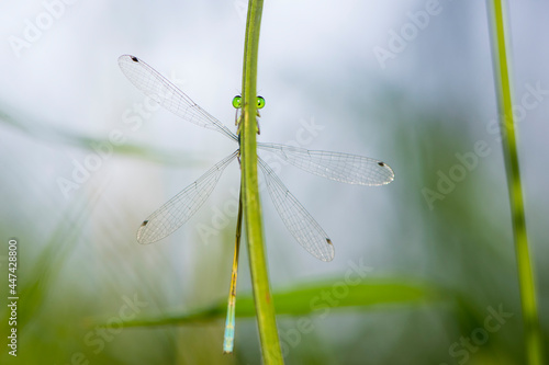 Coenagrion pulchellum. a dragonfly hiding behind the grass. small blue dragonfly on a field plant. big green eyes. autumn or summer background. small predator. macro nature, insect close-up. © Oleksandr Filatov