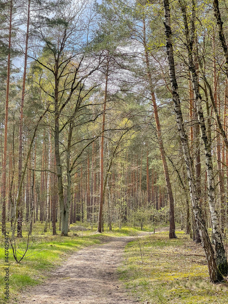 Fototapeta premium Empty path passing through forest