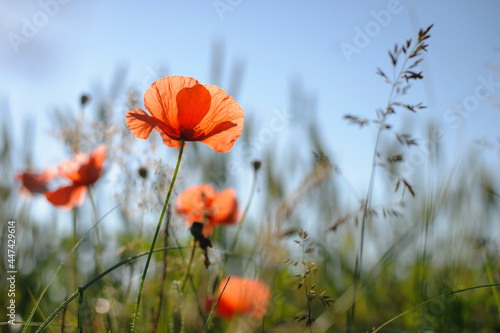 Papaver. red poppy  delicate flower. red poppies are blooming in the field. Field of bright red corn poppy flowers in summer. blurred natural background  meadow flowers. close-up  place for text
