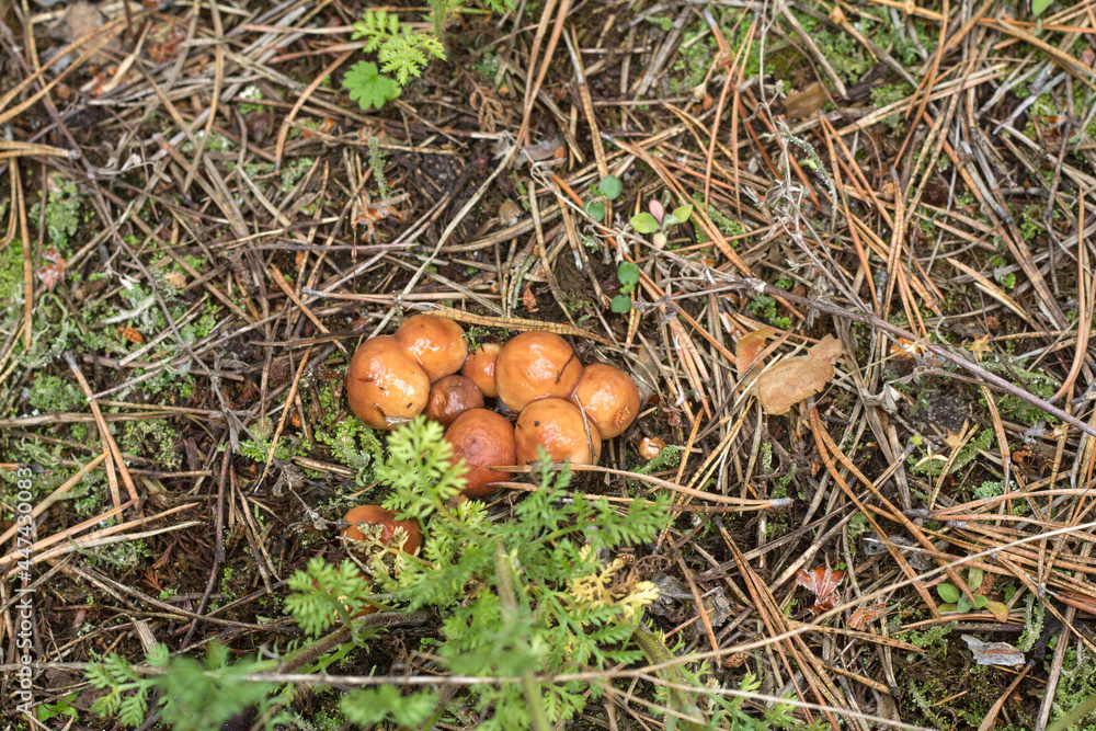 a mushroom picker found mushrooms in the forest in the grass under the needles a mushroom picker found mushrooms in the forest in the grass under the needles