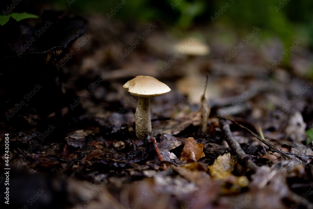 Boletus edulis, tasty mushroom in the summer forest. A welcome find for the mushroom picker. Valuable and delicious culinary ingredient Boletus edulis, tasty mushroom in the summer forest. A welcome find for the mushroom picker. Valuable and delicious culinary ingredient