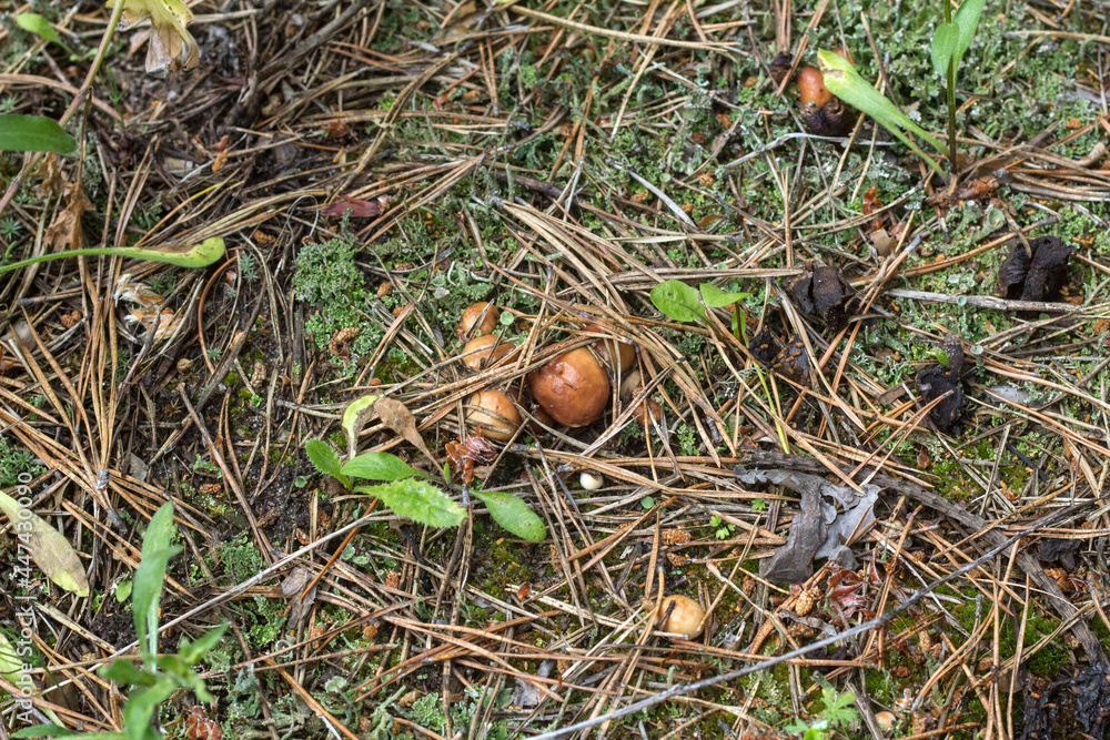 a mushroom picker found mushrooms in the forest in the grass under the needles a mushroom picker found mushrooms in the forest in the grass under the needles