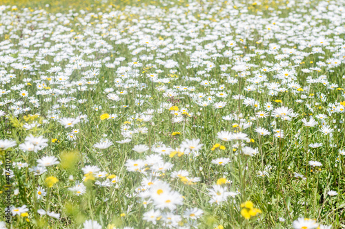 a clearing with white daisies in the forest in summer