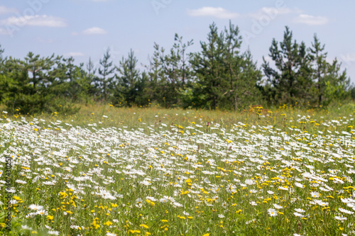 a clearing with white daisies in the forest in summer