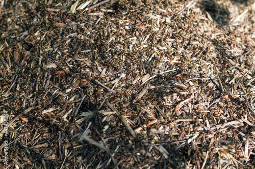 in summer, you can find large anthills in the forest