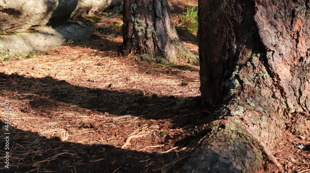 tree roots in the ground, beautiful nature tree roots in the ground, beautiful nature