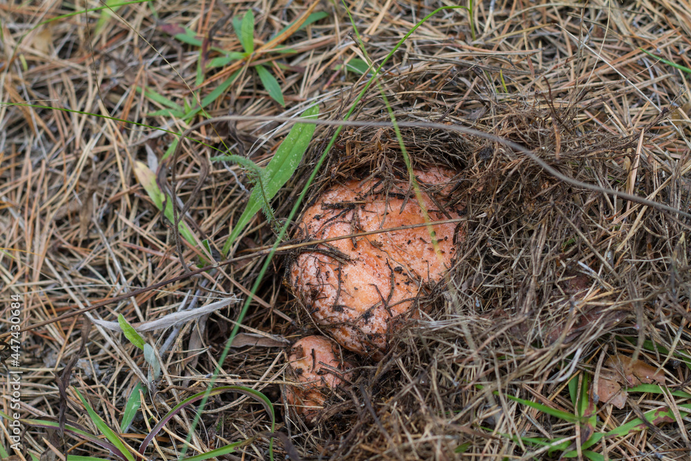 a mushroom picker found mushrooms in the forest in the grass under the needles