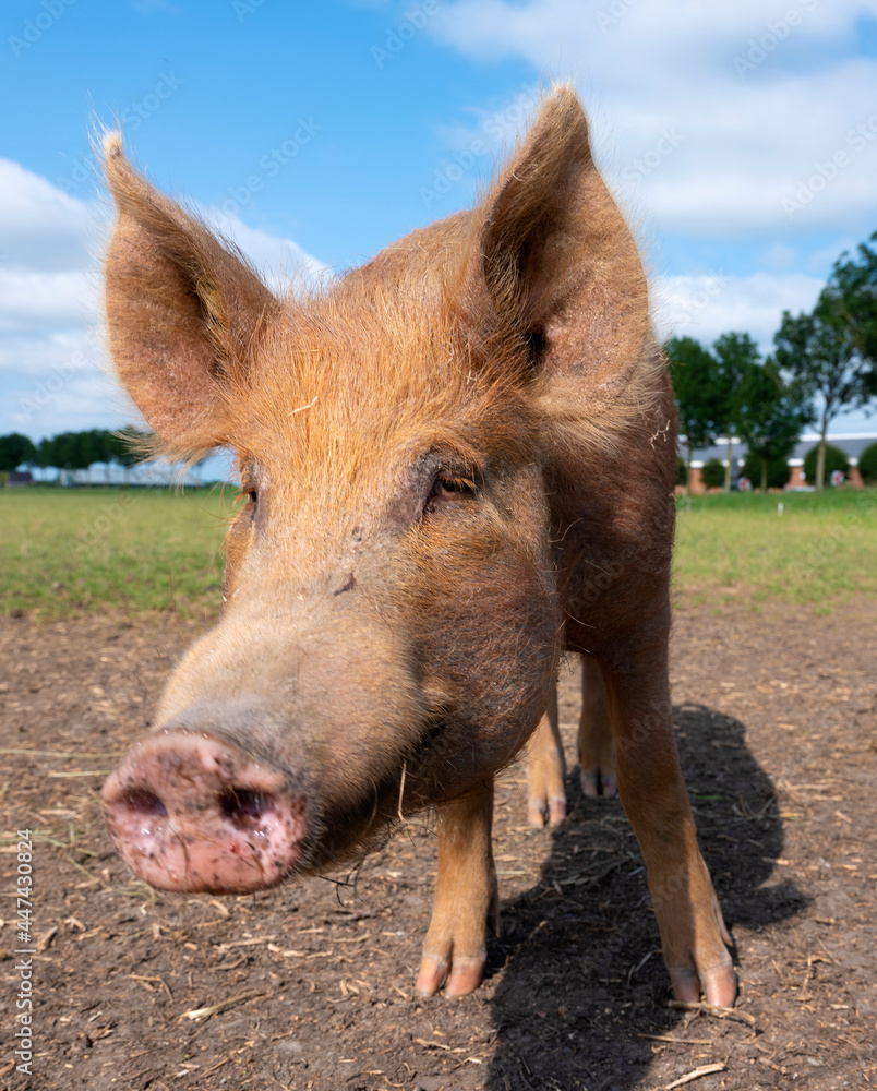 closeup of brown pig in dutch meadow under blue sky closeup of brown pig in dutch meadow under blue sky