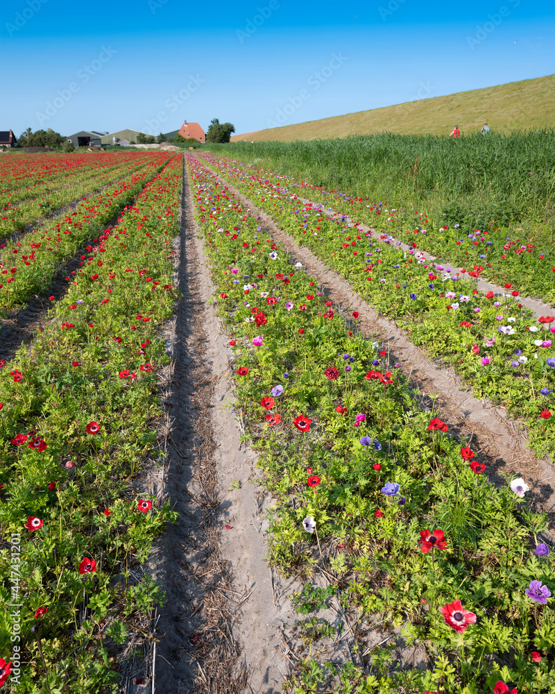 field of colorful ranunculus flowers on island of texel in the netherlands under blue sky