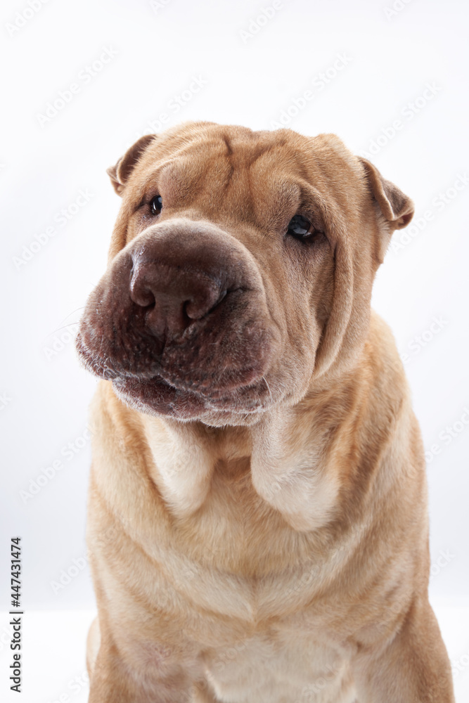 Obraz premium Shar Pei on white background. The dog smiles, funny face