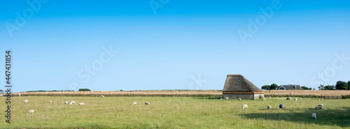 Принти на полотні sheep in grassy meadow on dutch island of texel in the netherlands