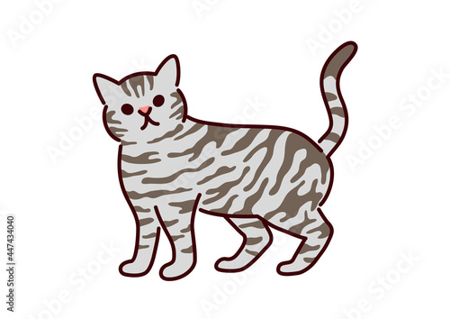 Illustration of American shorthair cat／シンプルかわいい猫・アメリカンショートヘアのイラスト