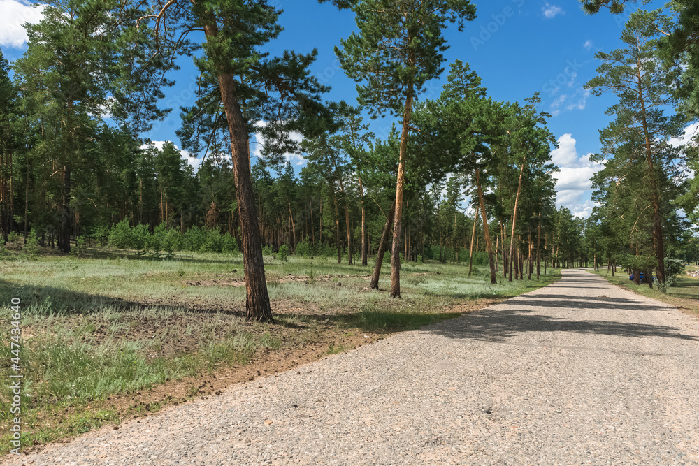 concrete country road near coniferous trees forest
