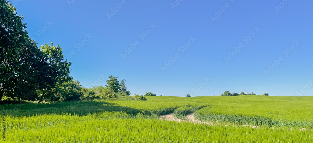 Green field against blue sky. Classic rural landscape. Panorama