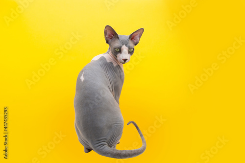 Portrait sphynx cat backwards looking at camera. Isolated on yellow background