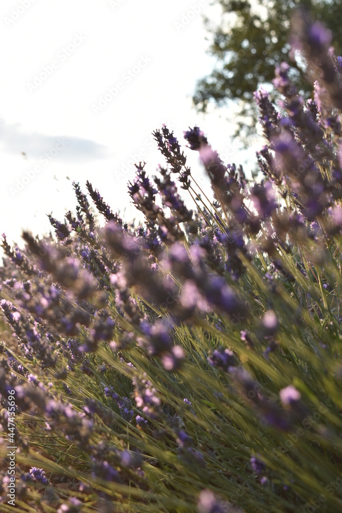 purple flowers