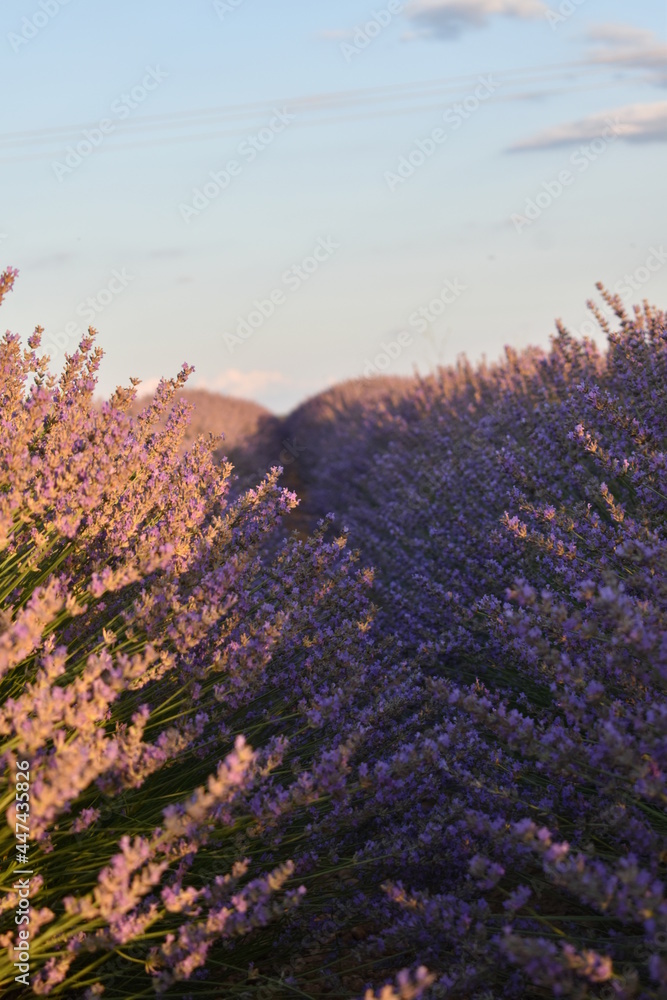 purple flowers