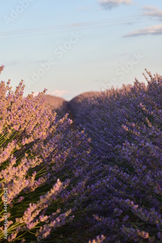 Obraz na płótnie purple flowers w salonie
